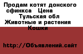 Продам котят донского сфинкса › Цена ­ 4 000 - Тульская обл. Животные и растения » Кошки   